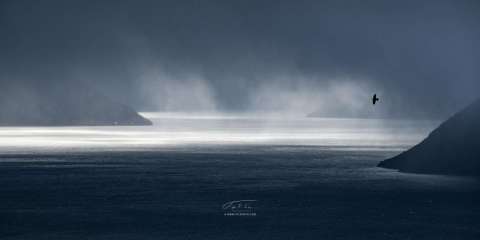 Ravn over Sognefjorden