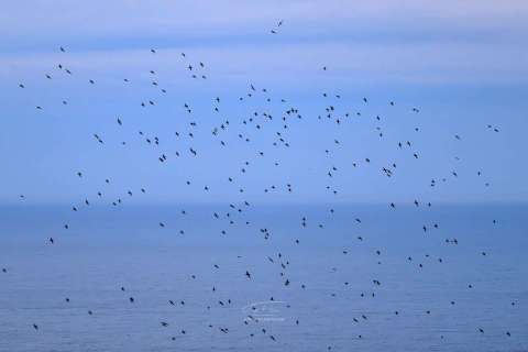 Lundefugler i flukt over havet